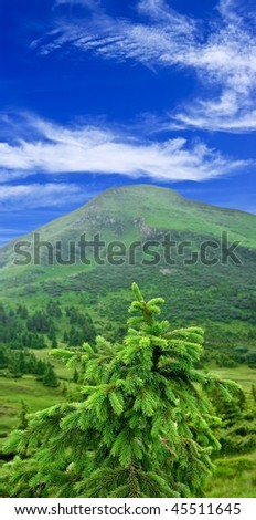 small pin tree on a mountain background
