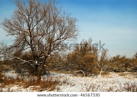 winter plain