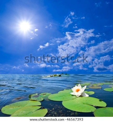 beautiful white lily on a lake under a  sun