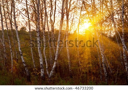birch grove by an evening