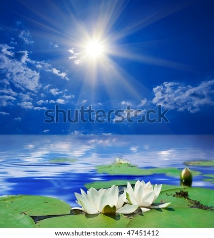 white lily in a rays of sun