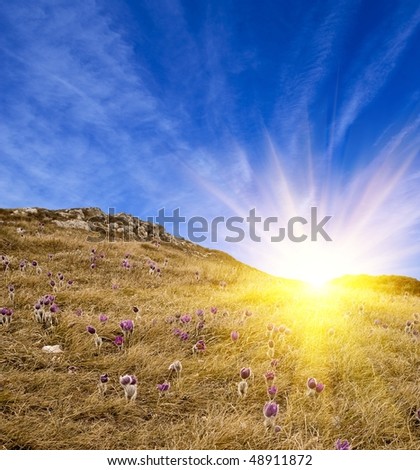 hill covered by a violet flowers in a rays of sun