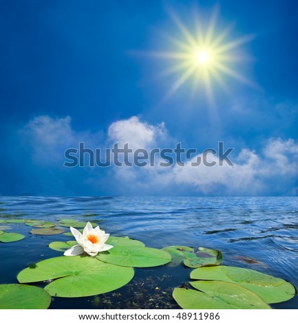 beautiful water lily under a shining sun