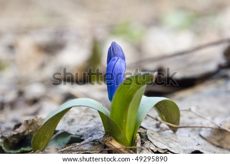 small spring flower pushing through a ground