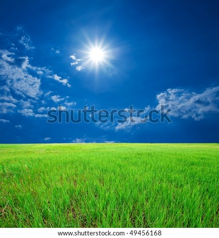 lush grass under a sparkle sun