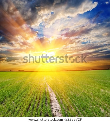 green field at the sunset