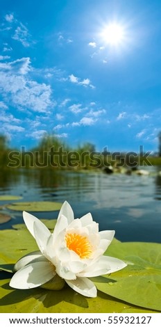 beautiful white lily under a sun