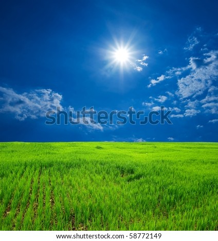 summer green field under a sparkle sun