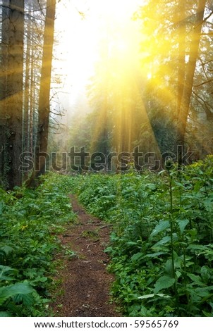 beautiful summer forest in the rays of sun
