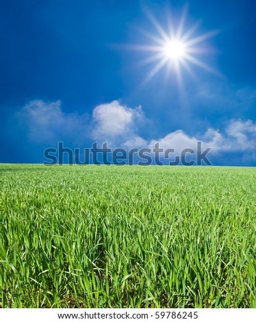 green field under a sparkle sun
