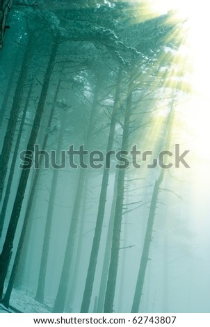 quiet misty forest in a green fog and pushing through sun rays