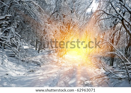 sparkle sun pushing through a snowbound winter forest
