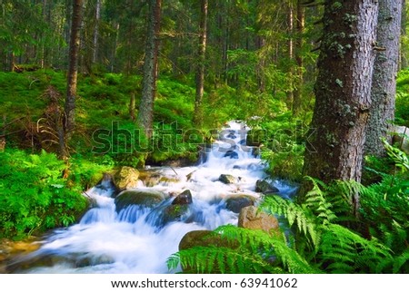 rushing river in a forest