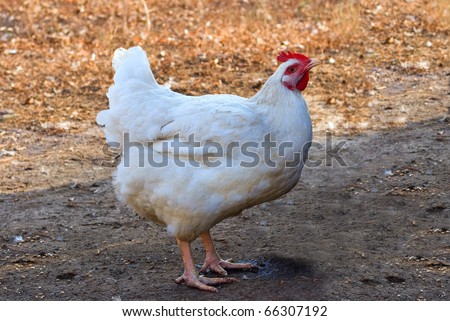 white chicken on a ground