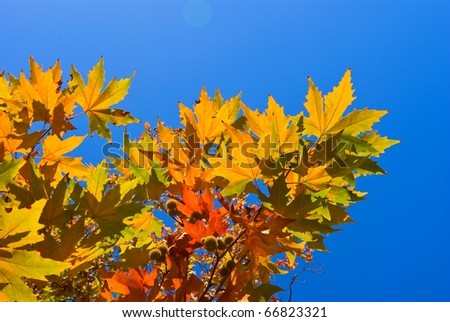 red autumn sycamore  leaves on a blue sky background