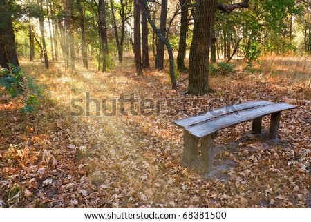 wooden bench in a forest under a sparkle sun