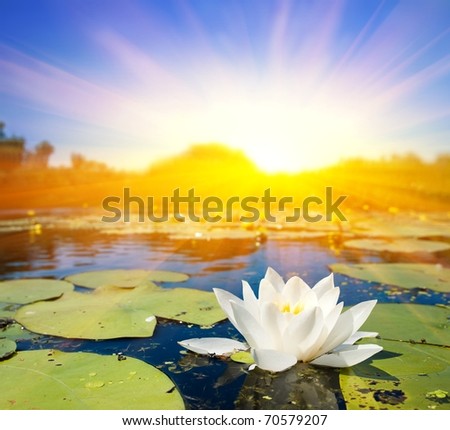 beautiful white lily in a rays of sun