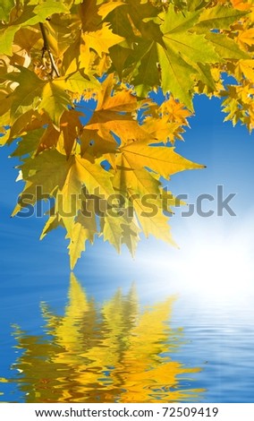 gold sycamore leaves reflected in a water on a sparkle sun background