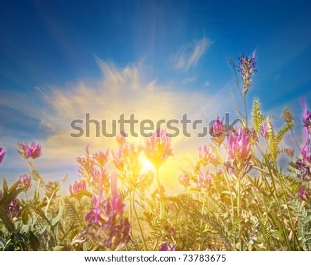 steppe flowers and a sparkle sun