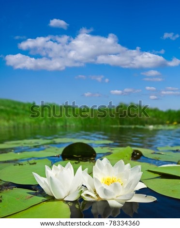 white lilies on a summer river