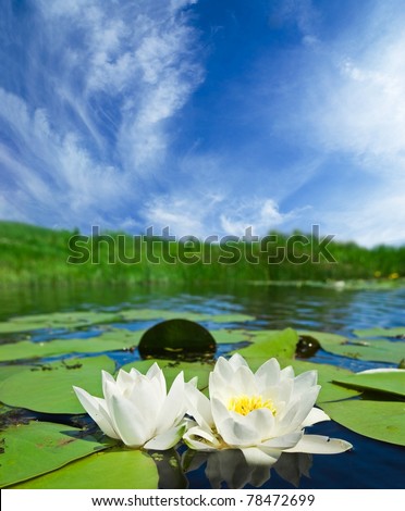 two white lilies on a lake