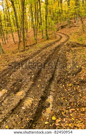 dirty road in a autumn forest
