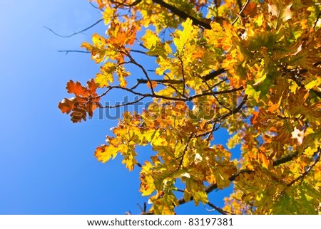 autumn oak foliage on a blue sky background