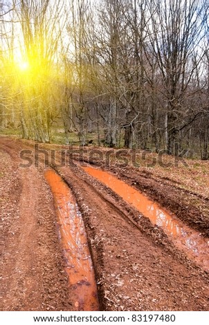 dirty autumn road in a forest