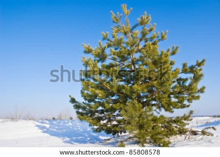 nice lush  pine tree in a winter plain