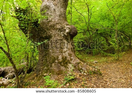 old beach tree in a forest