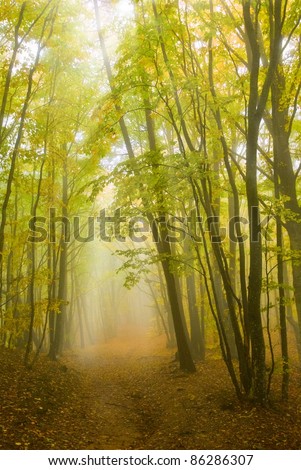 rays of sun pushing through a misty forest