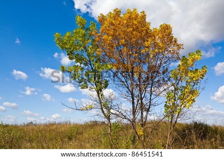 autumn varicoloured oak on a blue sky background