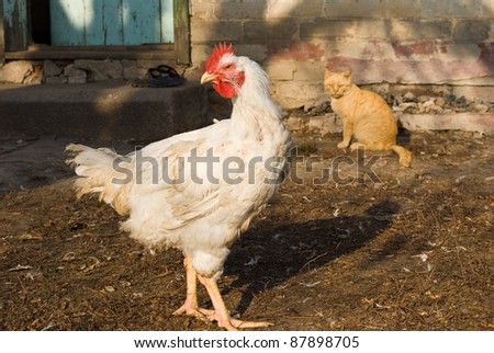 chicken and cat