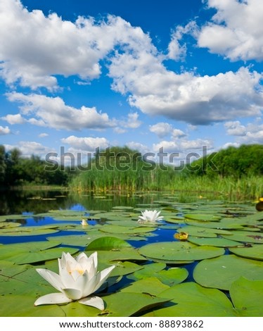 white lilies on a summer lake