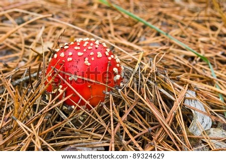 red mushroom in a pine needles