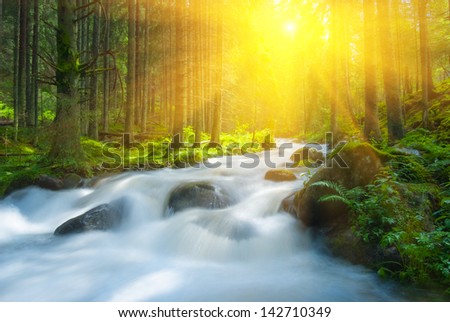 rushing river in a forest