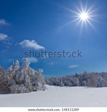 winter forest under a sparkle sun