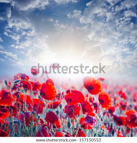 red poppy field in a rays of sun