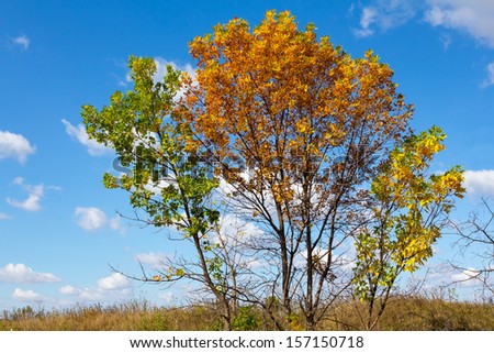 beautiful oak tree on a blue sky background
