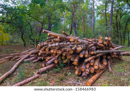 heap of pine trunks in a forest