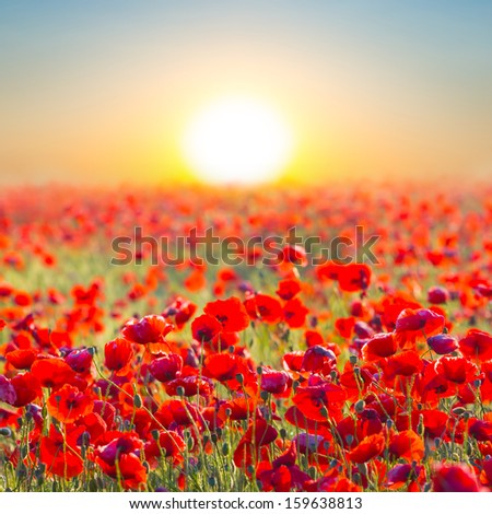 Quiet Sunset Among A Red Poppy Field