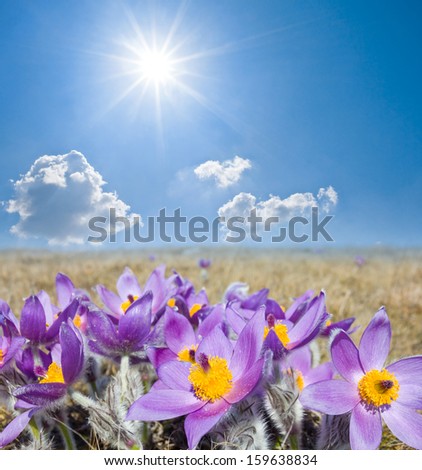 violet flowers under a sparkle sun