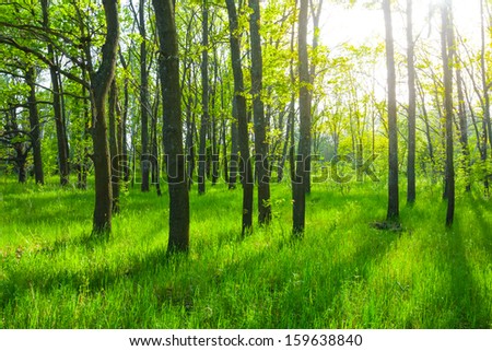 beautiful bright forest