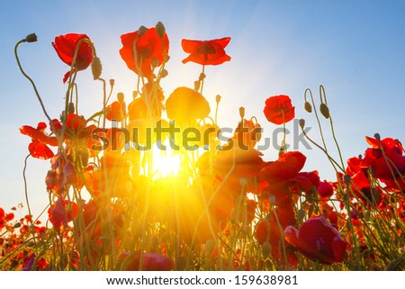 sparkle sun push through a red poppies