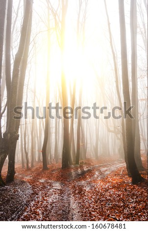 autumn forest in a rays of sparkle sun