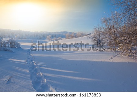 winter plain at the morning