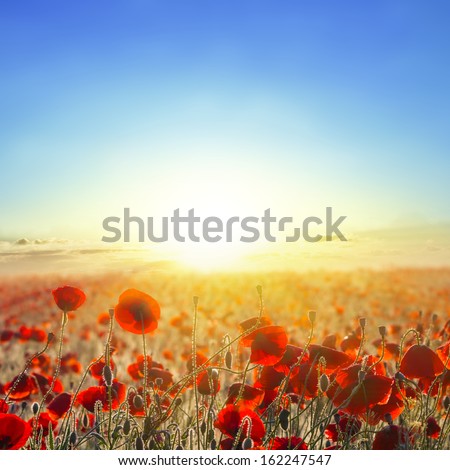 Red Poppy Field At The Early Morning