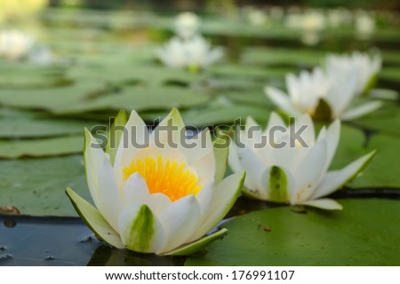 closeup white lilies on a lake