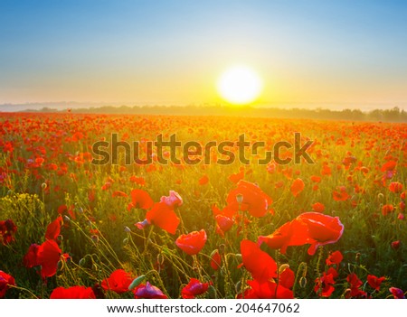 sunrise over a red poppy field