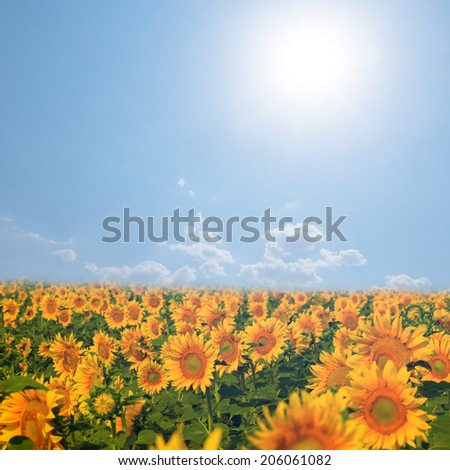 sunflower field under a sparkle sun